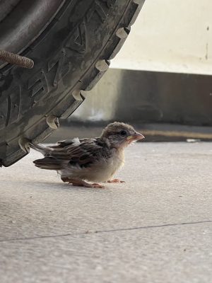 IMG_2713 IMG_2713