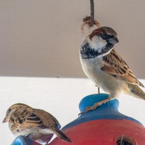 IMG_9315 IMG_9315