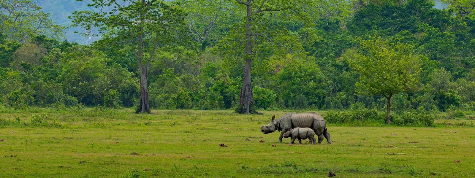 ONE HORNED RHINO MOTHER AND CUB IN KAZIRANGA NATIONAL PARK - MAINAK HALDER