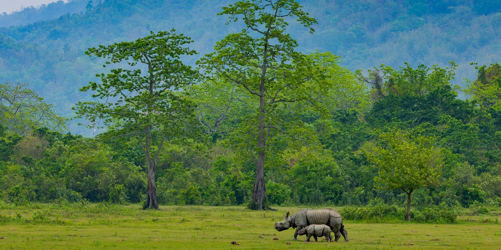 ONE HORNED RHINO MOTHER AND CUB IN KAZIRANGA NATIONAL PARK - MAINAK HALDER