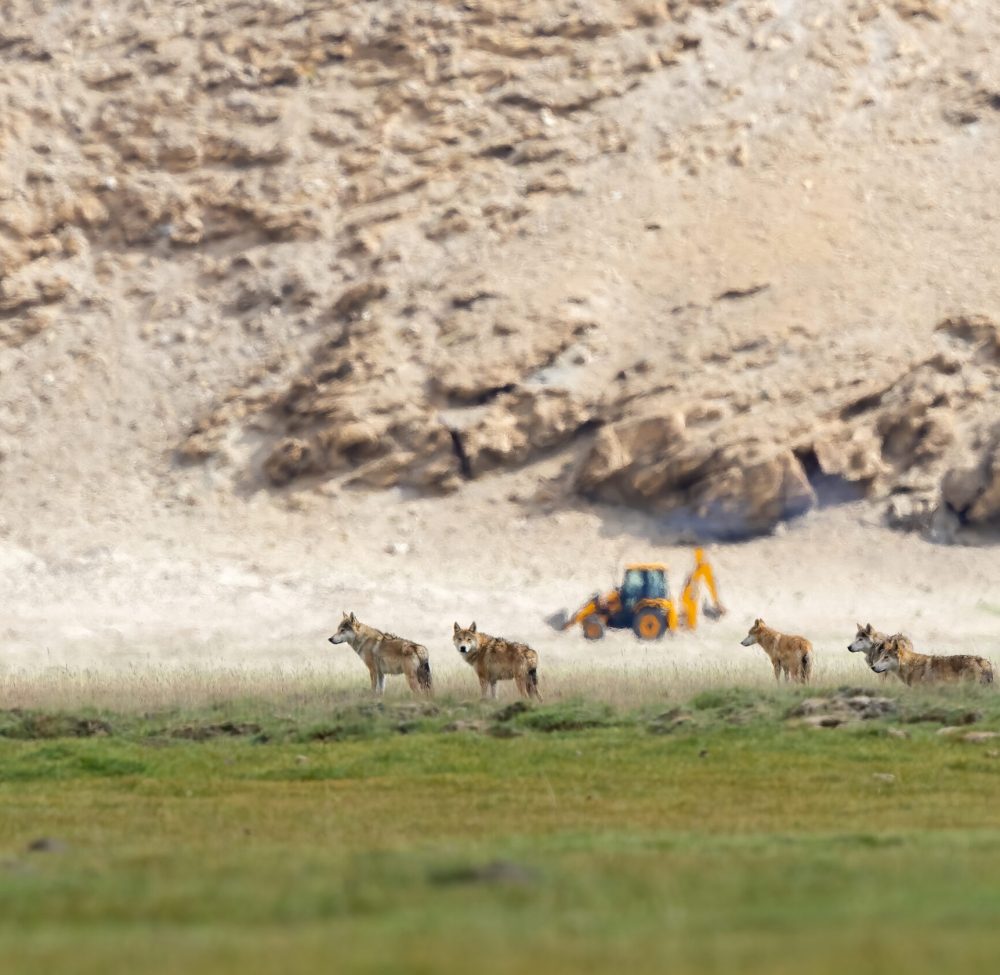 Wolf_JCB – indranil basu mallick Wolf_JCB - indranil basu mallick
